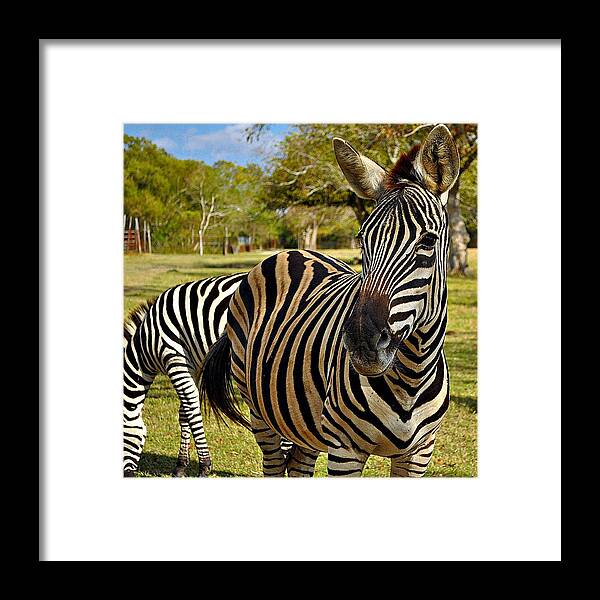 Zebra Framed Print featuring the photograph Zebra by John Collins