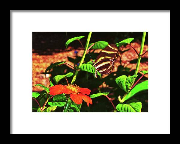 In Flight Framed Print featuring the photograph Zebra Longwing Butterfly 007 by George Bostian