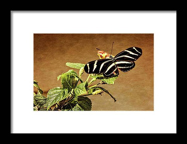 Art Framed Print featuring the photograph Zebra Longwing by Dawn Currie