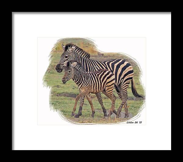 Zebra Framed Print featuring the digital art Zebra Mare And Foal by Larry Linton