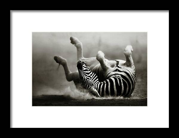 #faatoppicks Framed Print featuring the photograph Zebra rolling by Johan Swanepoel