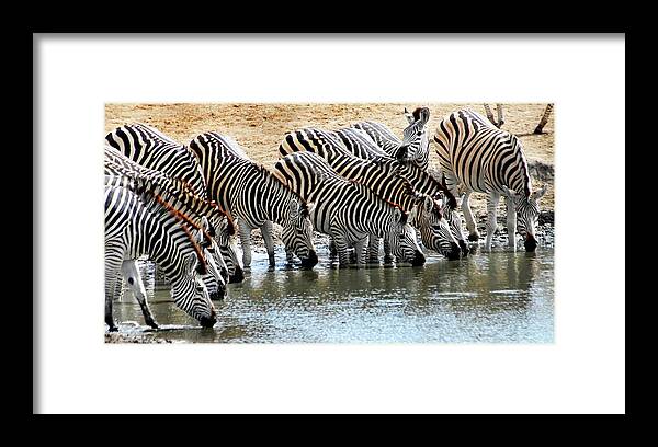 Zebra Framed Print featuring the photograph Zebra Water break by Ted Keller
