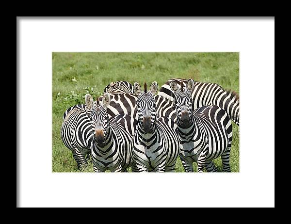  Framed Print featuring the photograph Zebra10 by Kathy Sidell