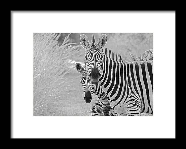 Nature Framed Print featuring the photograph Zebras #1 by Patrick Kain