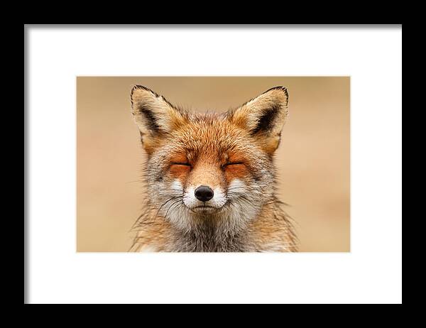 Red Fox Framed Print featuring the photograph Zen Fox Red Fox Portrait by Roeselien Raimond