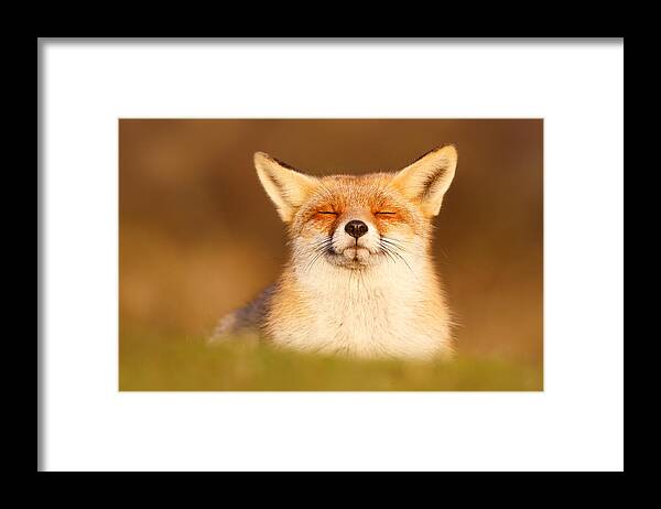 Fox Framed Print featuring the photograph Zen Fox Series - Happy Fox is Happy II by Roeselien Raimond