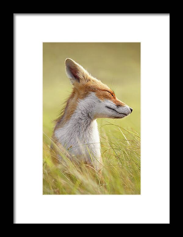 Fox Framed Print featuring the photograph Zen Fox Series - Just Happy by Roeselien Raimond