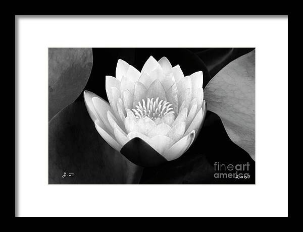 Waterlily Framed Print featuring the photograph Rising Zen by John F Tsumas
