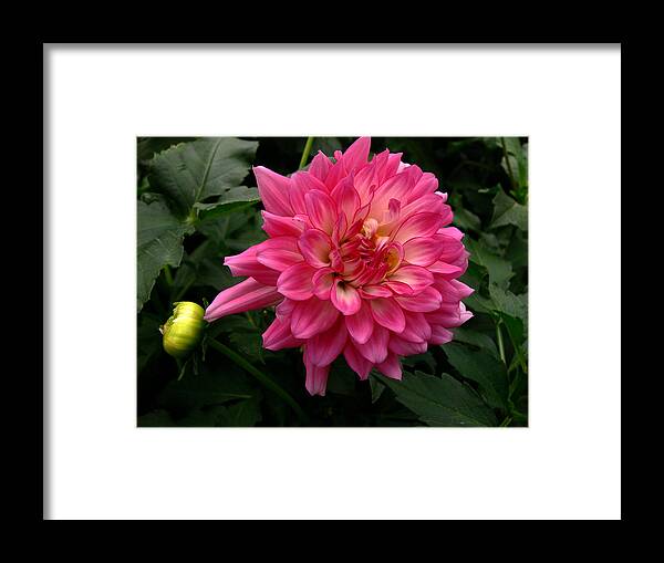 Maroon Framed Print featuring the photograph Zesty by Doug Norkum