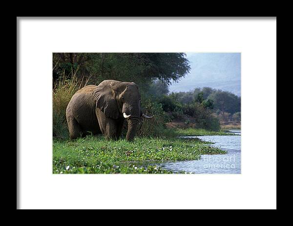 Elephant Framed Print featuring the photograph Zimbabwe_43-18 by Craig Lovell