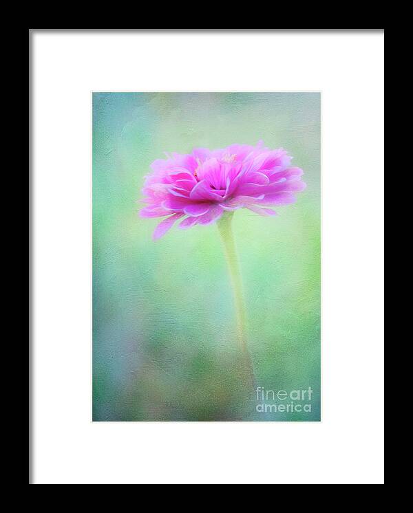 Zinnia Framed Print featuring the photograph Painted Pink Zinnia by Anita Pollak