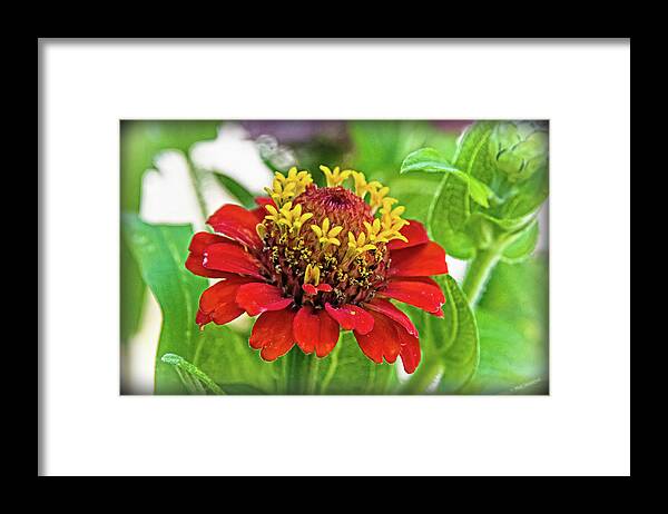 Zinnia Framed Print featuring the photograph Zinnia Detail by Mick Anderson