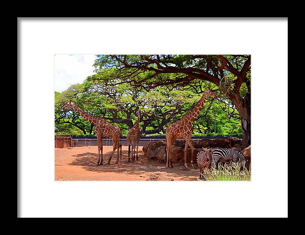Giraffes Framed Print featuring the photograph Zoo Giraffes and Zebras by Mary Deal