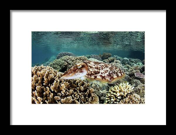 Indonesia Framed Print featuring the photograph A Broadclub Cuttlefish Lays Eggs #1 by Ethan Daniels