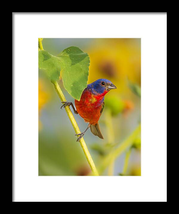 Nature Framed Print featuring the photograph A Painted Bunting #1 by Mike He