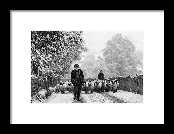 Sheep Framed Print featuring the photograph About Bucovina... #1 by Sveduneac Dorin Lucian