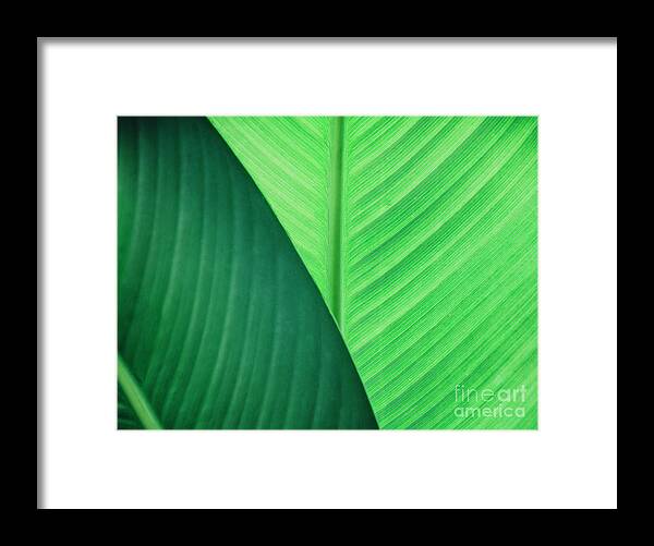Nature Framed Print featuring the photograph Abstract natural leaves background. #1 by Jelena Jovanovic