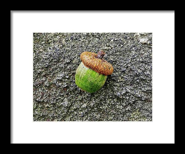 Acorn Framed Print featuring the photograph Acorn #1 by Scott Hufford