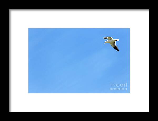 Adult Framed Print featuring the photograph Adult Western gull seagull flying gliding soaring Larus Occident #1 by Robert C Paulson Jr