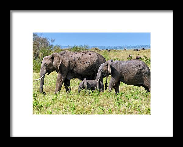Kenya Framed Print featuring the photograph African Elephants, Masai Mara , Kenya #1 by Nico Tondini