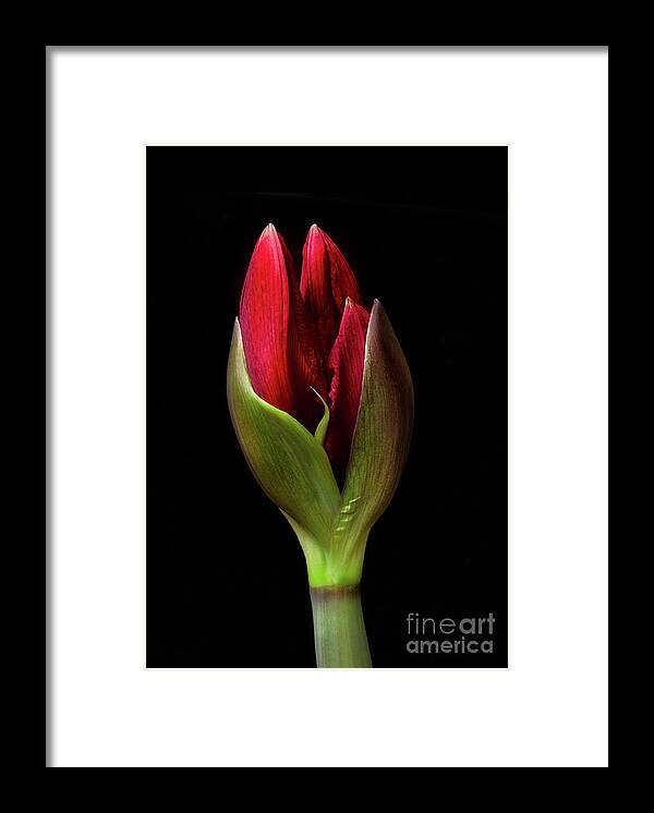 Flower Framed Print featuring the photograph Amaryllis 'Merlot' #1 by Ann Jacobson