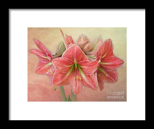 Flower Framed Print featuring the photograph Amaryllis 'Terra Cotta Star' #1 by Ann Jacobson