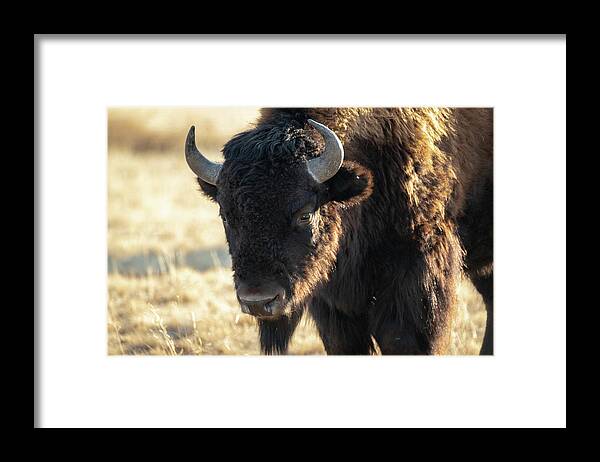 Bison Framed Print featuring the photograph American Bison #1 by Philip Rodgers