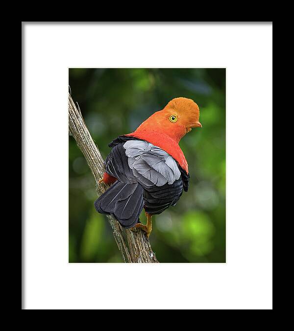 Colombia Framed Print featuring the photograph Andean Cock of the Rock Las Hermosas Chaparral Tolima Colombia #1 by Adam Rainoff