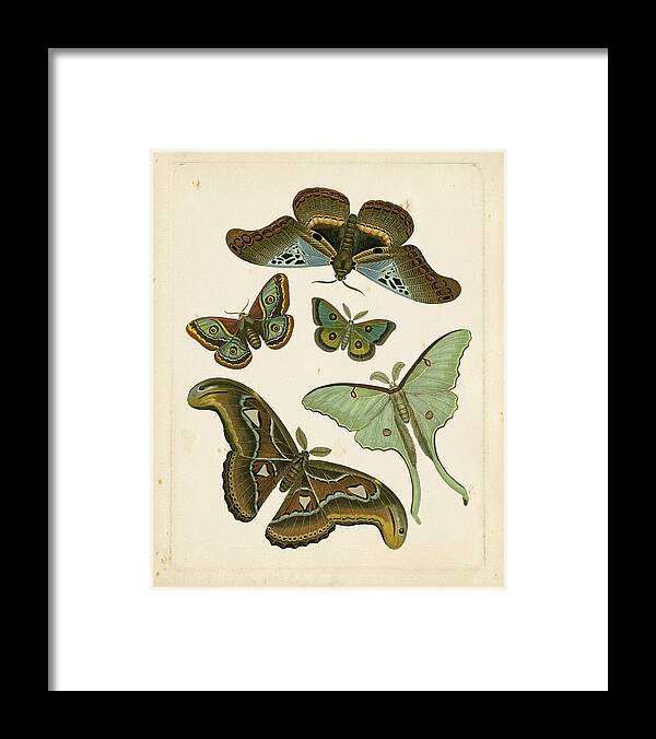 Animal Framed Print featuring the painting Antique Entomology II #1 by Vision Studio