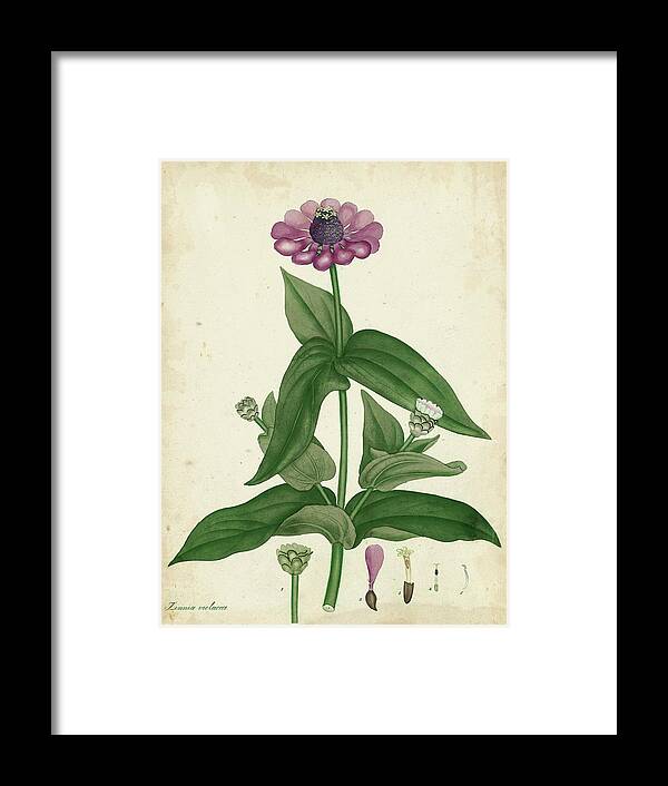 Botanical & Floral Framed Print featuring the painting Antique Zinnia #1 by Henry Andrews