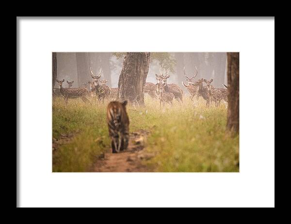 Wildlife Framed Print featuring the photograph Approach #1 by Mohammed Alnaser