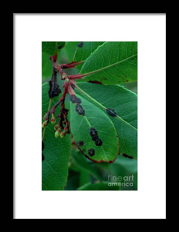 Horticulture Horticultural Framed Print featuring the photograph Arbutus Leaf Spot #1 by Geoff Kidd/science Photo Library