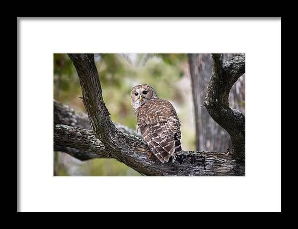 Barred Owl Framed Print featuring the photograph Barred Owl #1 by Max Wang