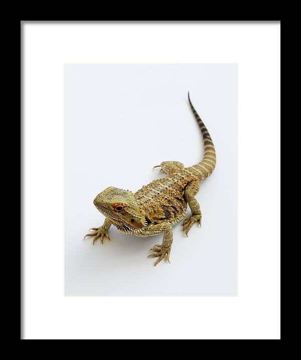 Lizard Framed Print featuring the photograph Bearded Dragon Lizard #1 by Nathan Abbott