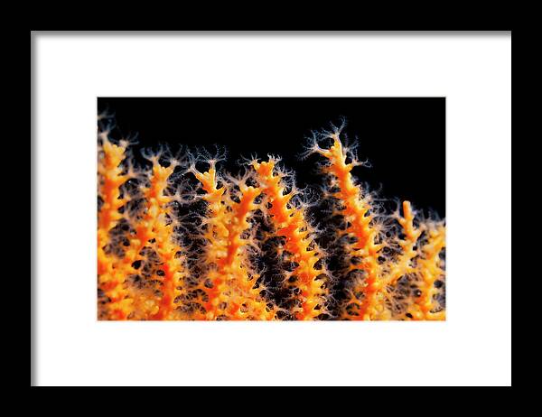 Underwater Framed Print featuring the photograph Beautiful Sea Life #1 by Ultramarinfoto