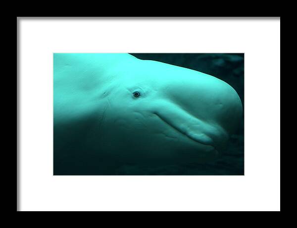 One Animal Framed Print featuring the photograph Beluga Whale #1 by Lingbeek