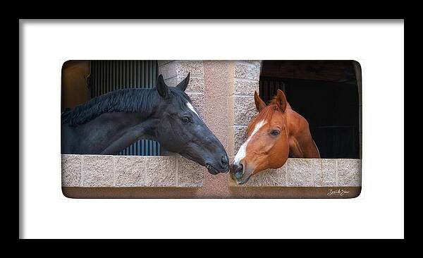Horses Framed Print featuring the photograph Best Friends #1 by Barbara Zahno
