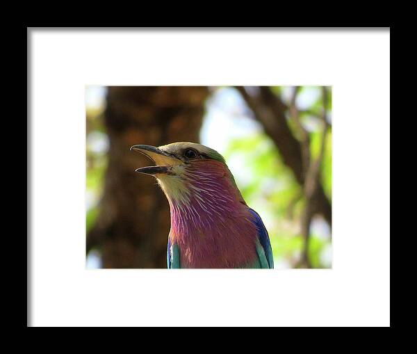 Africa Framed Print featuring the photograph Bird #1 by Eric Pengelly
