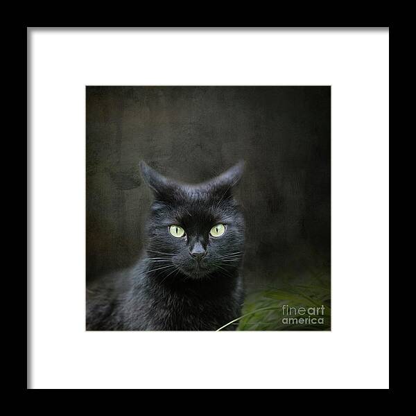 Black Cat Framed Print featuring the photograph Black Cat Portrait #1 by Eva Lechner