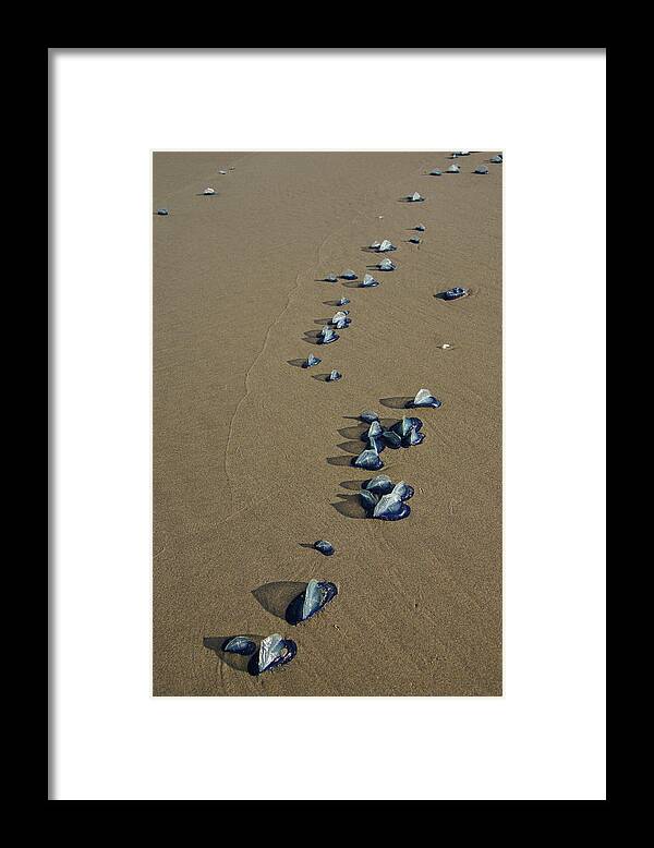 Coast Framed Print featuring the photograph Blue jellyfish #1 by Steve Estvanik