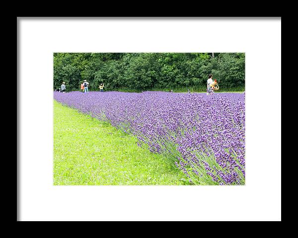 Lavandula Framed Print featuring the photograph Blue Lavender #1 by Nick Mares