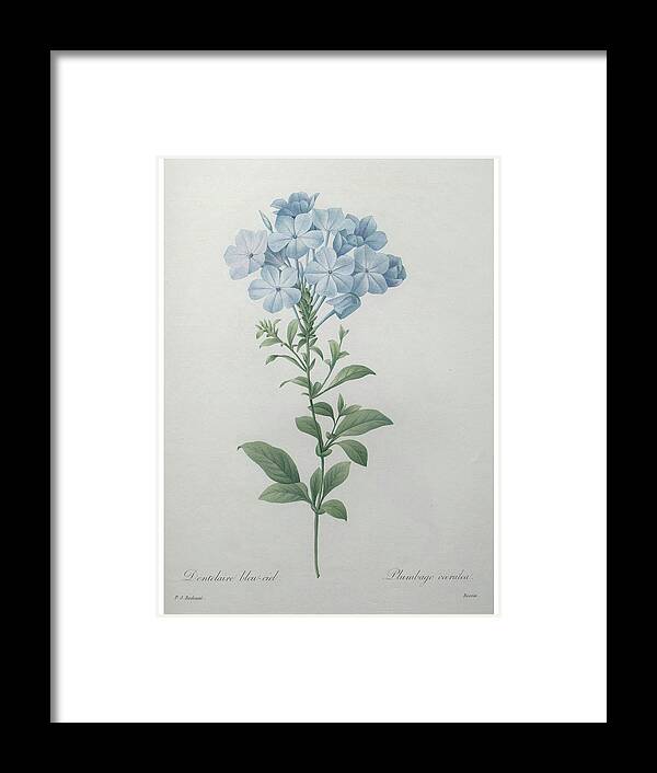 Redoute Framed Print featuring the painting Blue Plumbago or Leadwart #1 by Pierre-Joseph Redoute