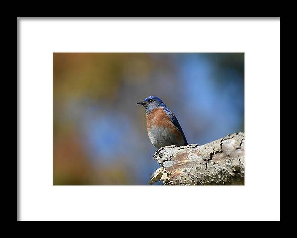 Western Bluebird Framed Print featuring the photograph Bluebird Of Happiness 3 #1 by Fraida Gutovich