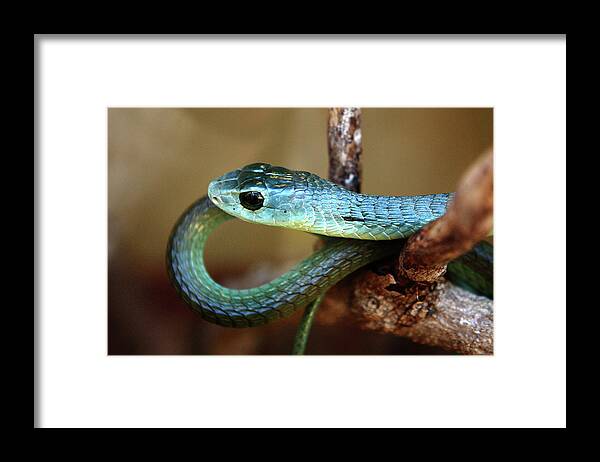 Snakes Framed Print featuring the photograph Boomslang #2 by Aidan Moran