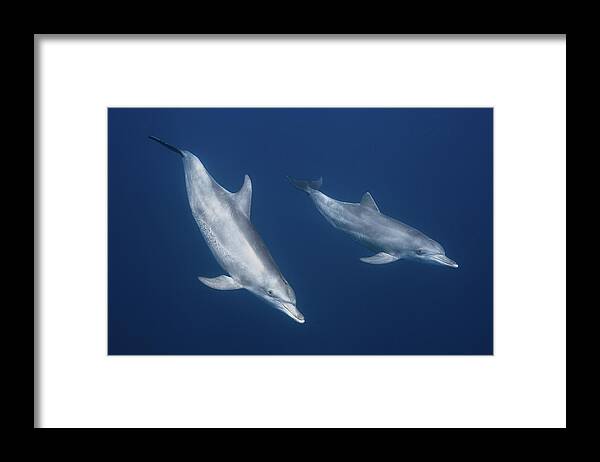 Dolphin Framed Print featuring the photograph Bottlenose Dolphins #1 by Barathieu Gabriel