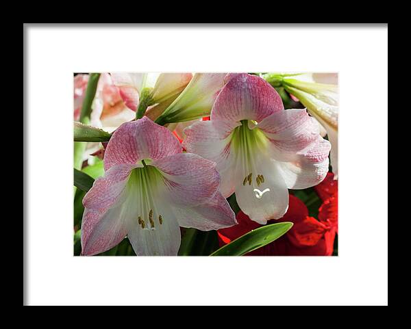 Photograph Framed Print featuring the photograph Breathtaking #1 by Suzanne Gaff