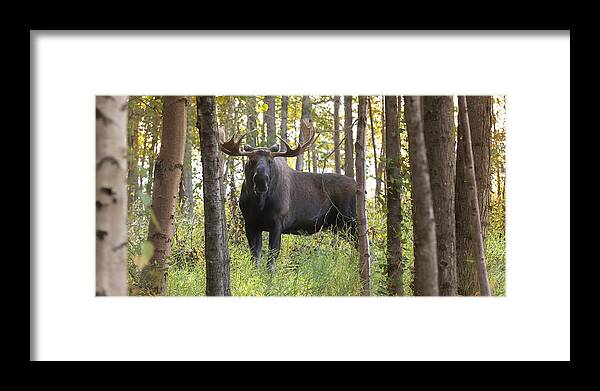 Bull Moose Framed Print featuring the photograph Bull Moose in Fall Forest #2 by Scott Slone