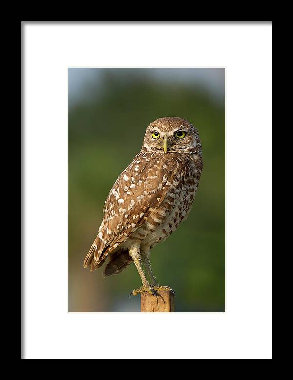 Alertness Framed Print featuring the photograph Burrowing Owl #1 by Tnwa Photography