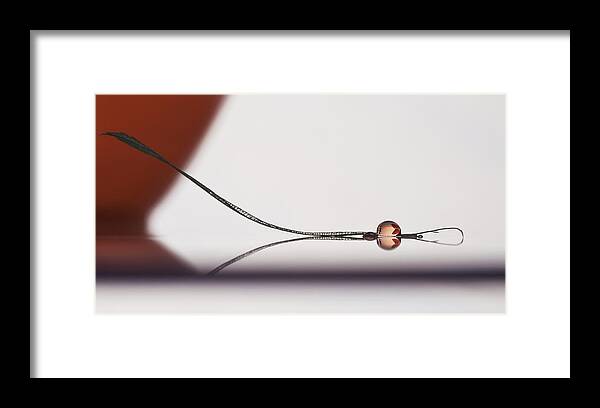 Macro Framed Print featuring the photograph Butterfly Zipper #1 by Heidi Westum