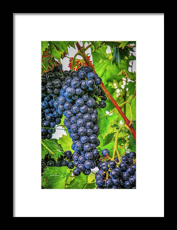 Cabernet Franc Framed Print featuring the photograph Cabernet Franc #1 by Dale R Carlson